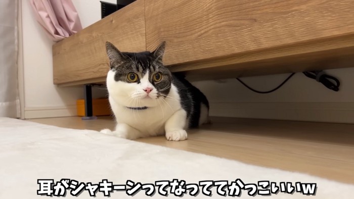 家具の下にいる猫