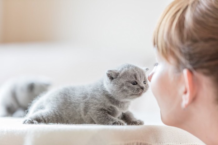 飼い主を見つめる生まれたばかりの子猫