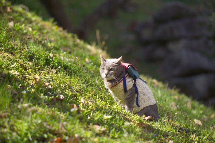 洋服を着る猫