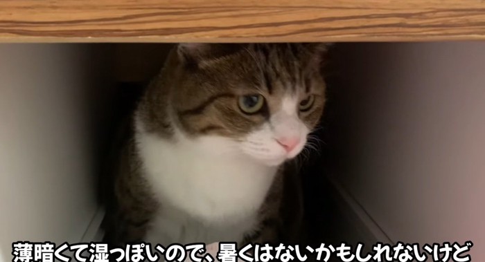 引き出しの中の猫