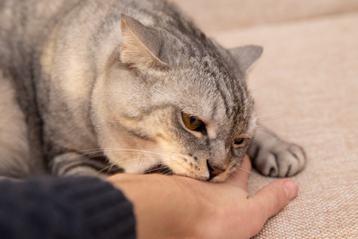人の手の甲に噛みつく猫