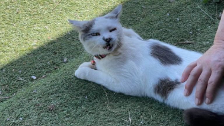 外にいる猫