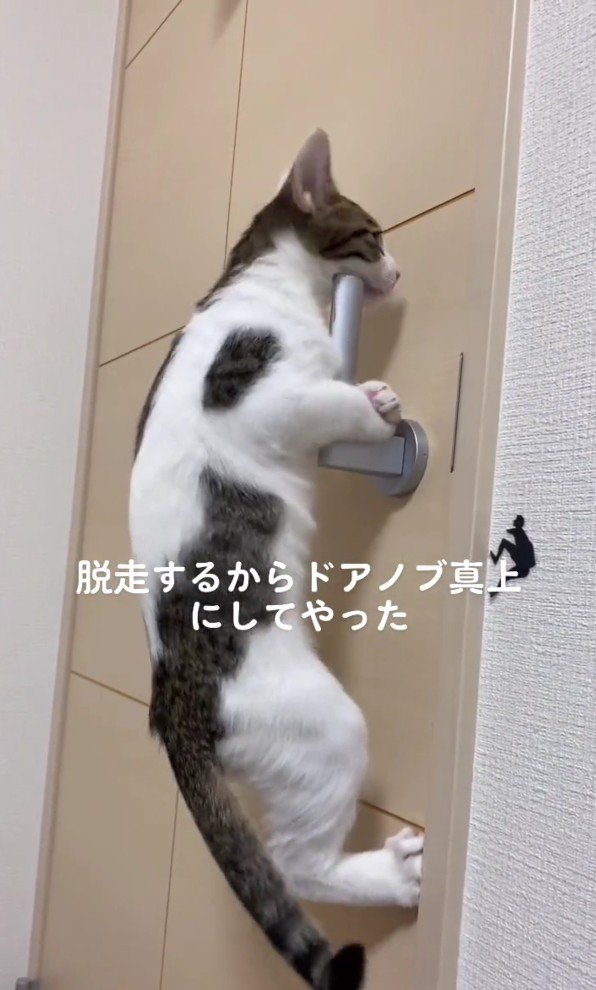 ドアノブにしがみつくごましおちゃん