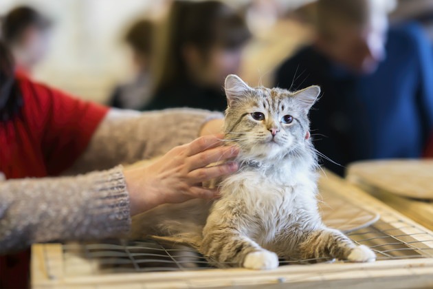 ふれられている猫