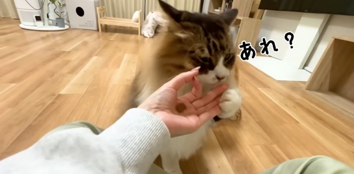 飼い主さんの手をクンクンするぽこまるさん