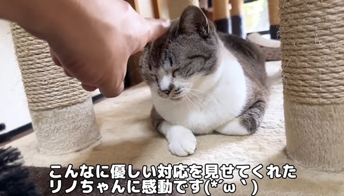座ってなでられている大人猫