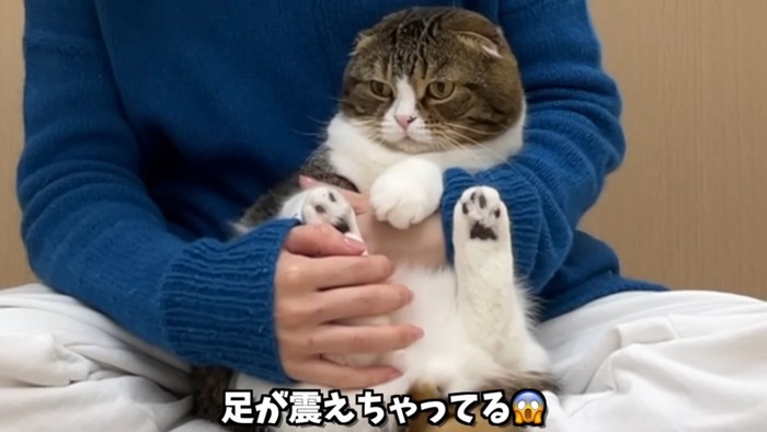 後ろ足を触られる猫