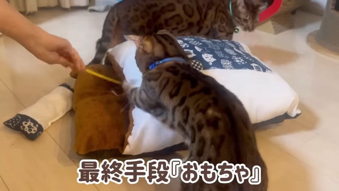 猫じゃらしにじゃれる猫