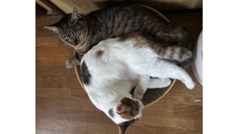 室内にいる猫