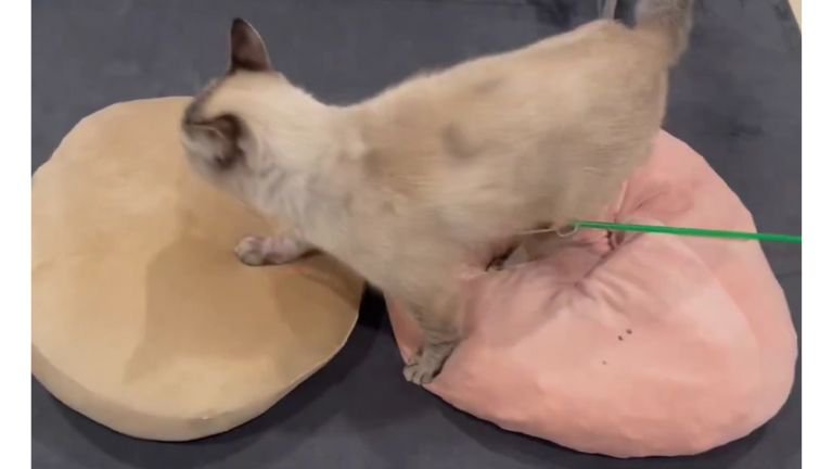 クッションの上を歩く猫