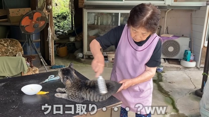 背中をブラッシングされる猫