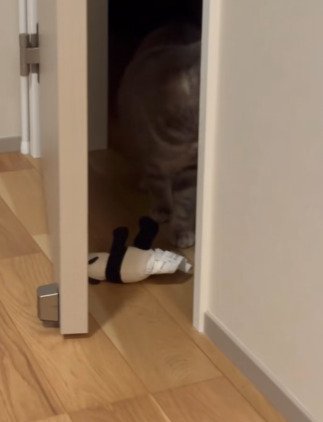 後ろを向くメルくん