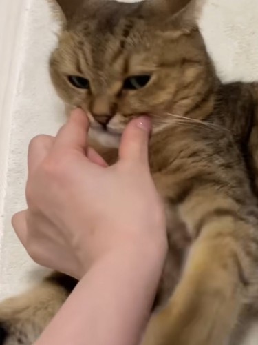 ひげ袋を触られるミヌエット