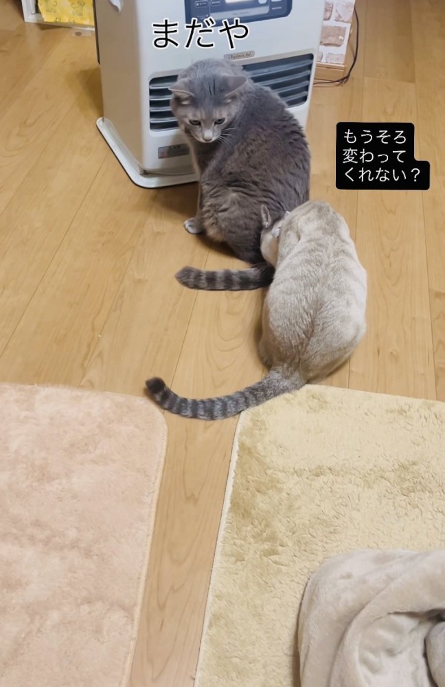 ストーブに並ぶグレートラ猫とシャムトラ猫