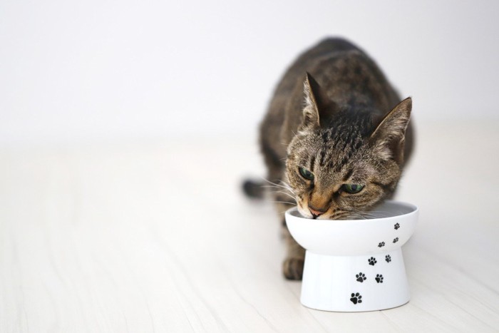 ご飯を楽しむ猫