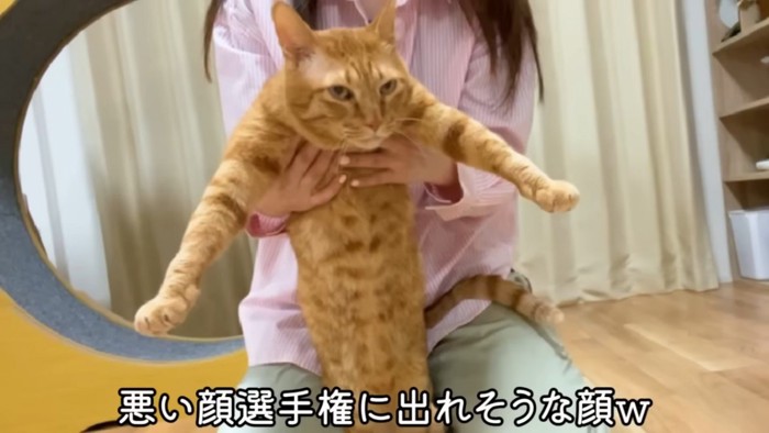 悪い顔の茶トラ猫