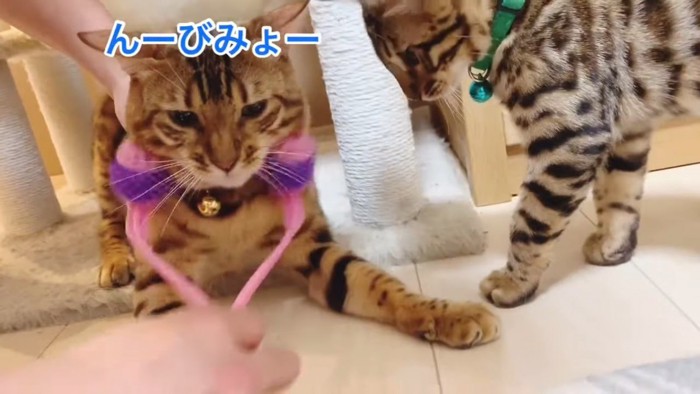 マッサージされている猫