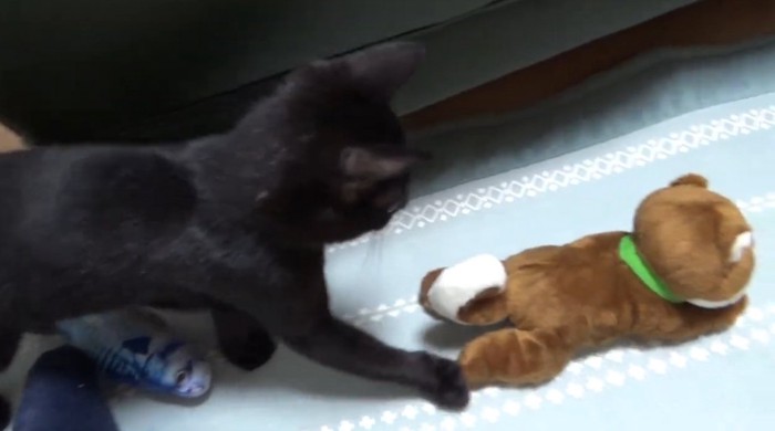おもちゃを見ている猫