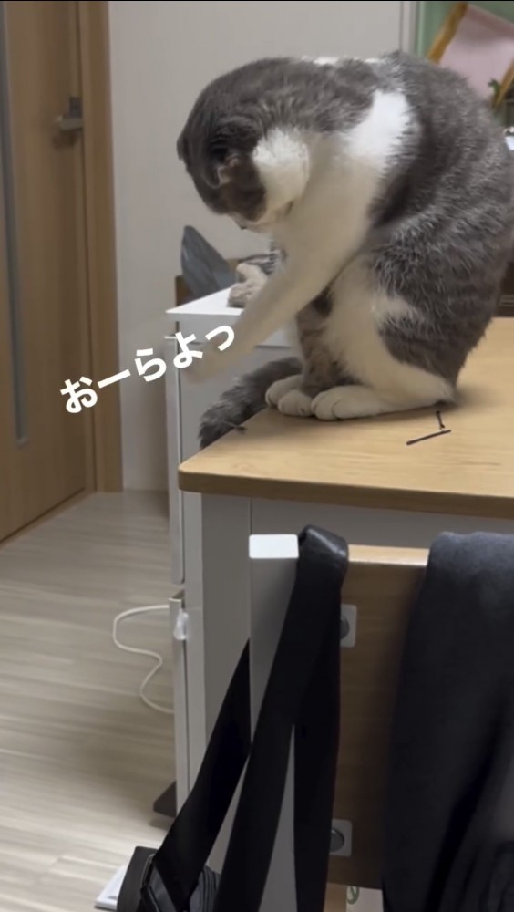 机の上で遊ぶ猫