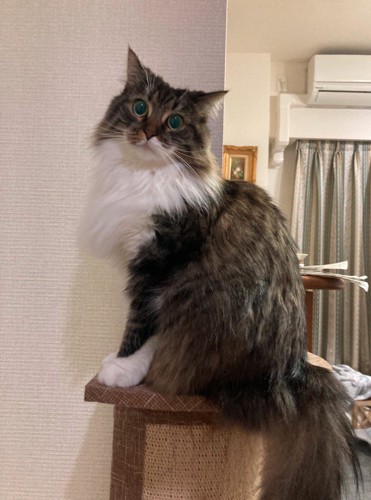 キャットタワーの上に登る猫