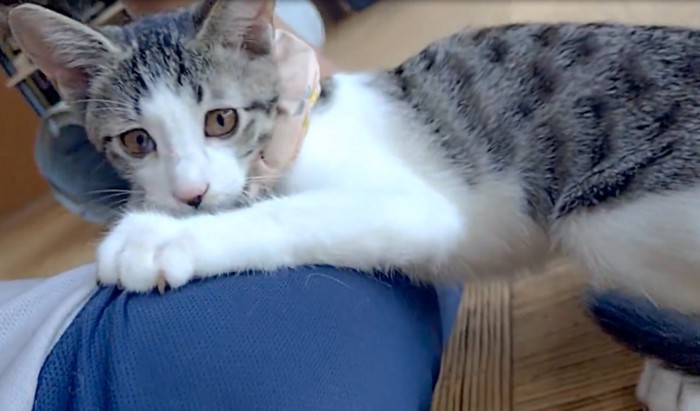 我に帰る猫