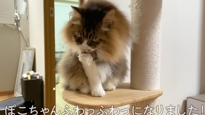 ふわふわの猫