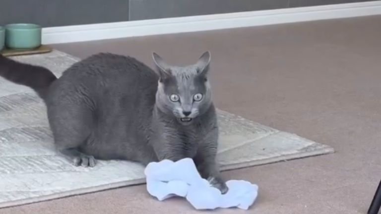 室内にいる猫