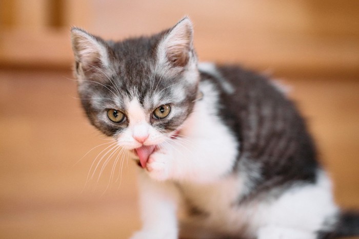 神妙な顔で毛繕いする猫