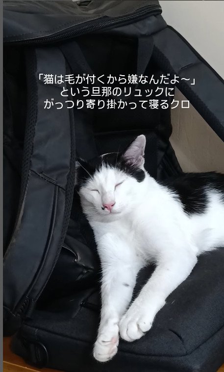 リュックの寝心地がいい猫