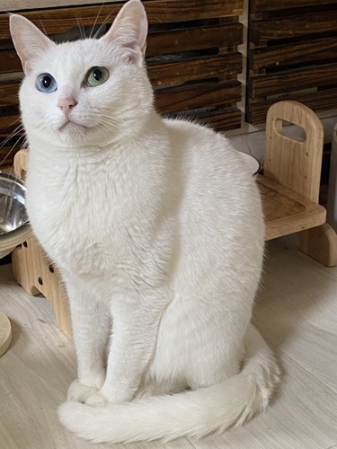 美しく成長した白猫がしっぽを巻いて座る姿
