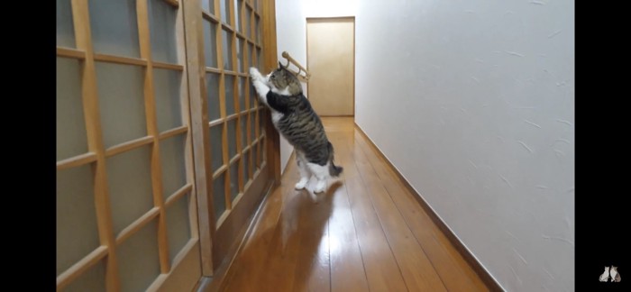 虫を捕まえようとする猫