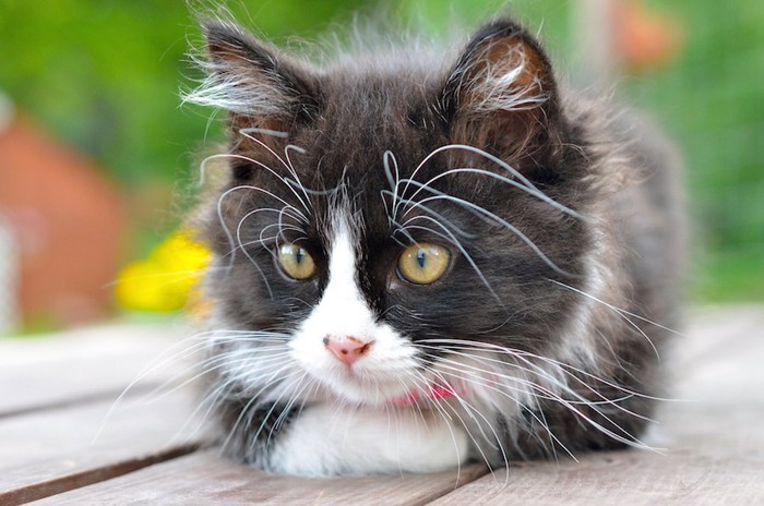 顔にたくさんのヒゲが生えている猫