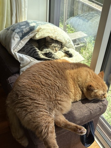 布団でくつろぐ猫と台の上で寝ころぶ猫