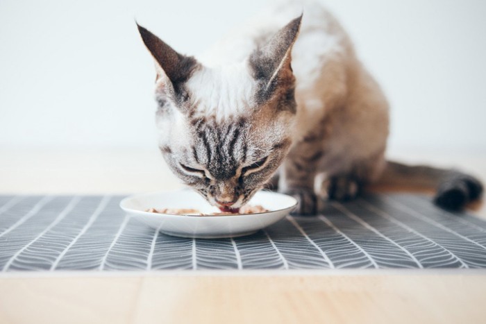 ウェットフードを食べる猫
