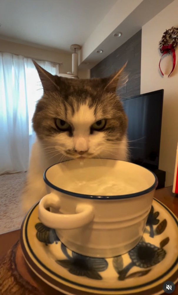 見つめる猫