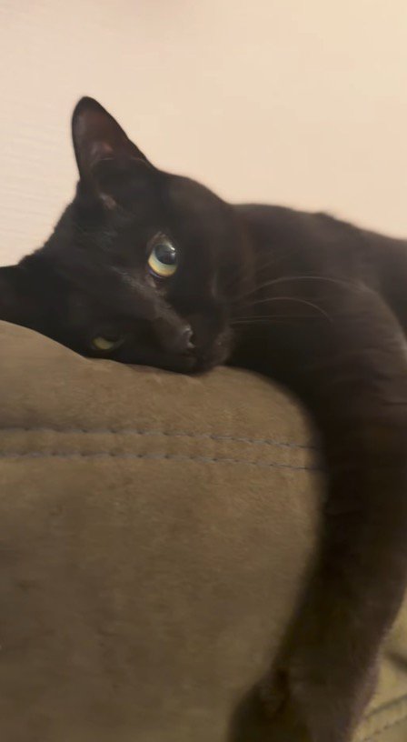 カウチに頭を乗せてリラックスする猫