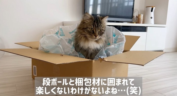 段ボールに入る猫