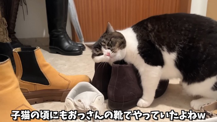 ブーツにスリスリする猫