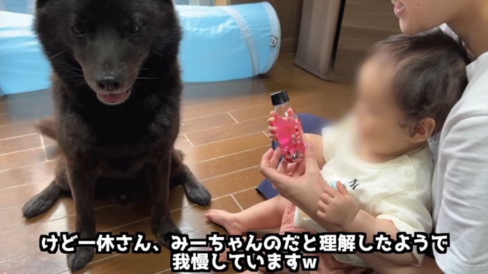 赤ちゃんの前でおすわりする犬