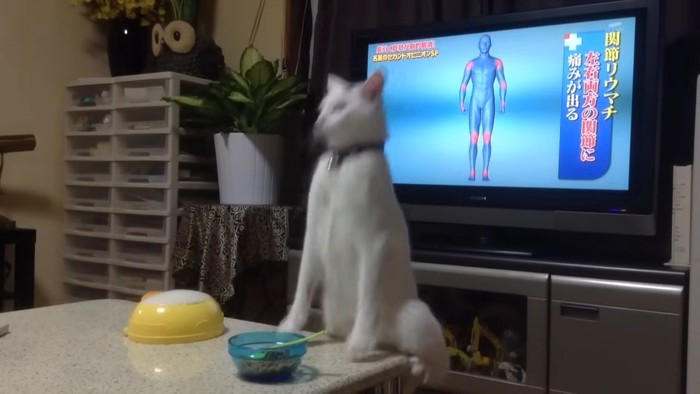 デーブルから落ちる猫