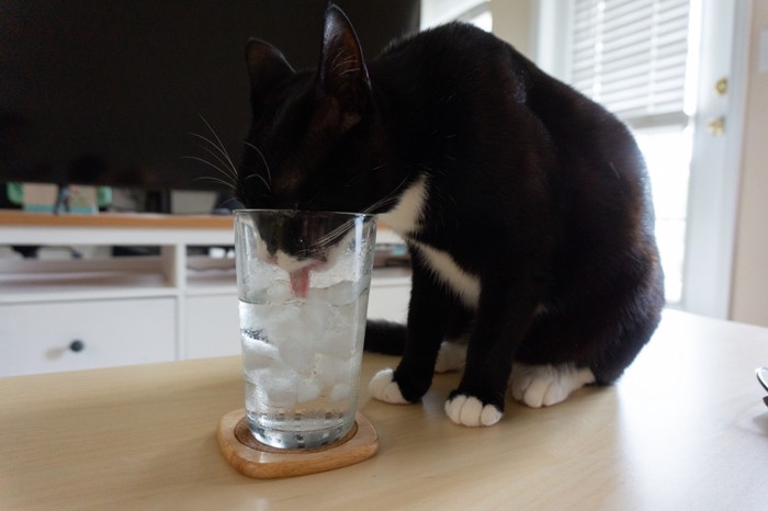 グラスに入った氷水を舐めている猫
