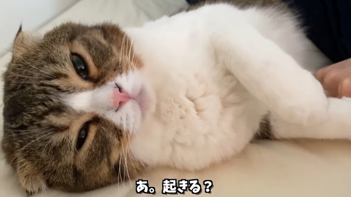 目を開けた猫