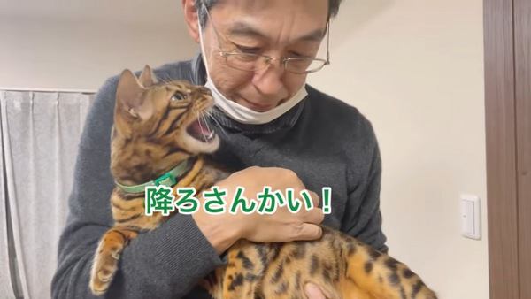 シャーと鳴く猫