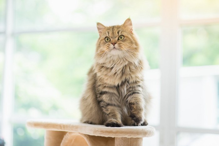 タワーの上で座っている猫