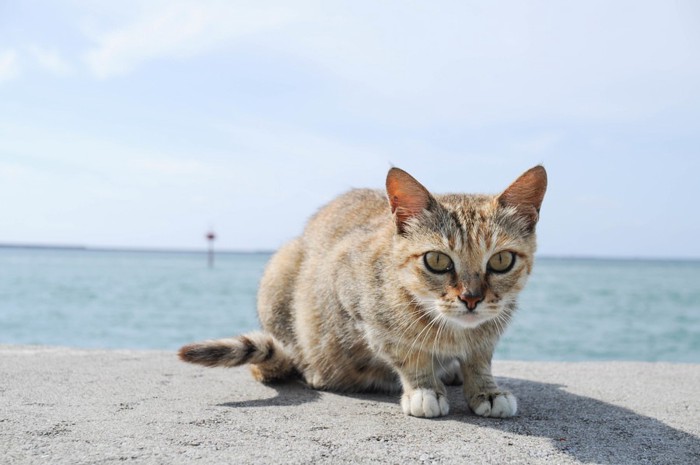 海岸と猫