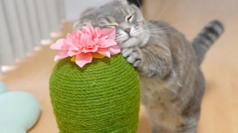 室内にいる猫