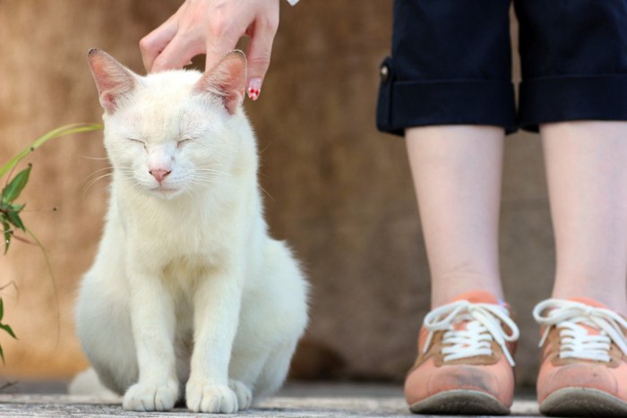 触られる猫