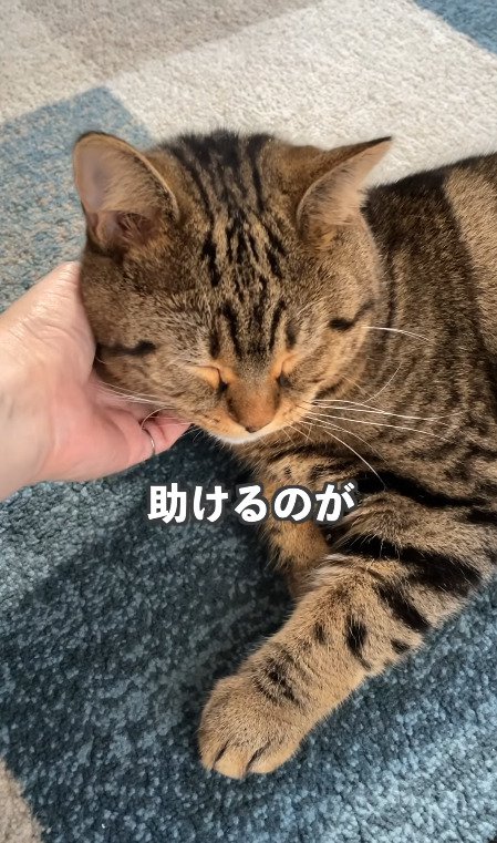 ゴロゴロされる猫