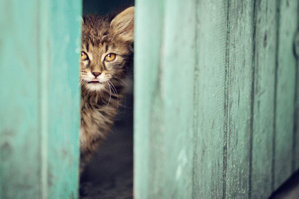 ドアの隙間からのぞく猫