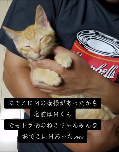抱っこされる子猫